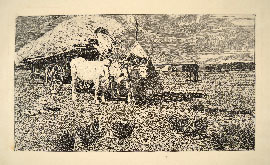 BUOI AL CARRO (MAREMMA)